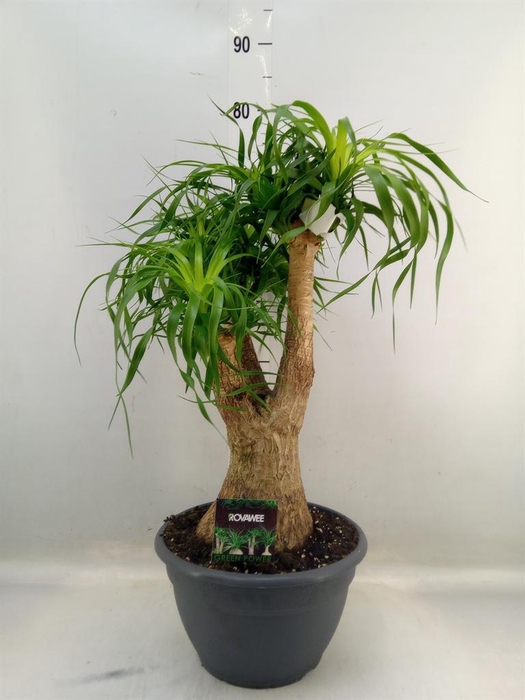 <h4>Beaucarnea recurvata</h4>