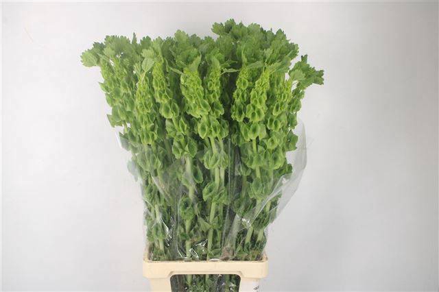 <h4>MOLUCCELLA STUK</h4>