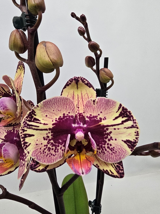 <h4>Limited 52 week 6</h4>