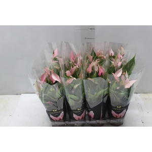 ANTHURIUM LILLI P09 PREMIUM