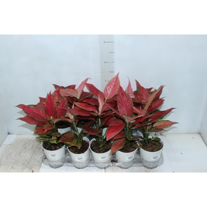 AGLAONEMA CHERRY BABY P12