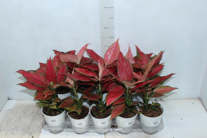 <h4>AGLAONEMA CHERRY BABY P12</h4>