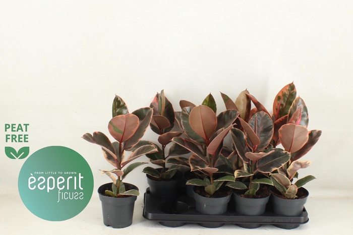 <h4>FIC EL BELIZE</h4>