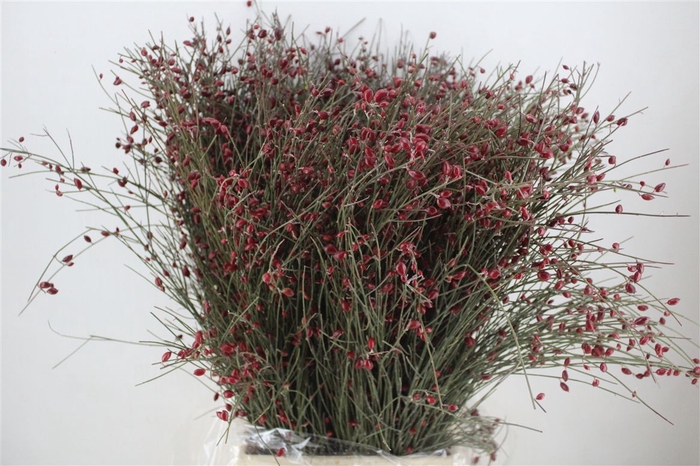 <h4>Ginster Berry Red P Bunch</h4>