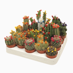 Cactus