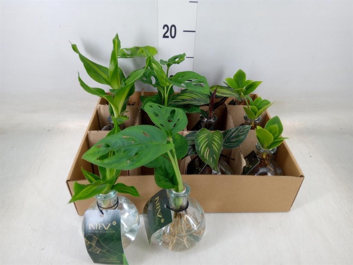 <h4>Planten  ..mix</h4>