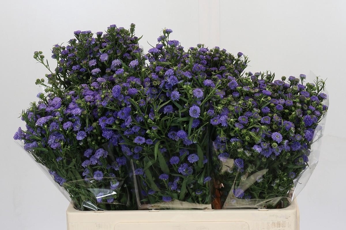 <h4>Aster Baby Blue</h4>
