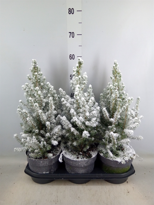 <h4>Picea glauca 'Conica'</h4>