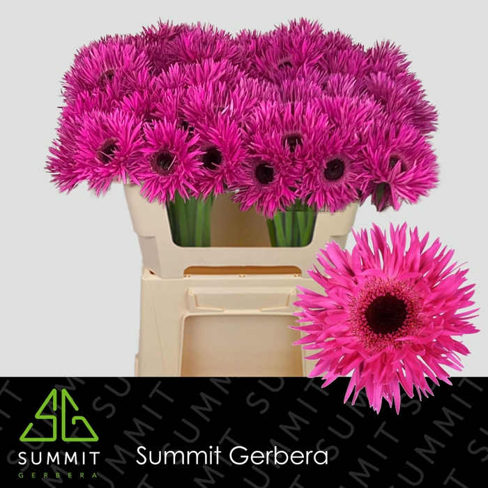 <h4>GERBERA MIS 'PUNKI IRMA'</h4>