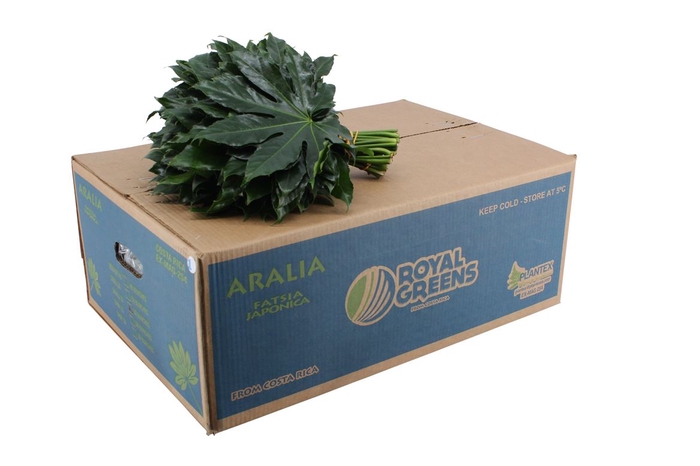 <h4>Aralia Small</h4>