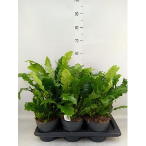 Asplenium nidus 'Campio'