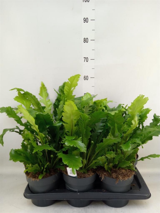 <h4>Asplenium nidus 'Campio'</h4>