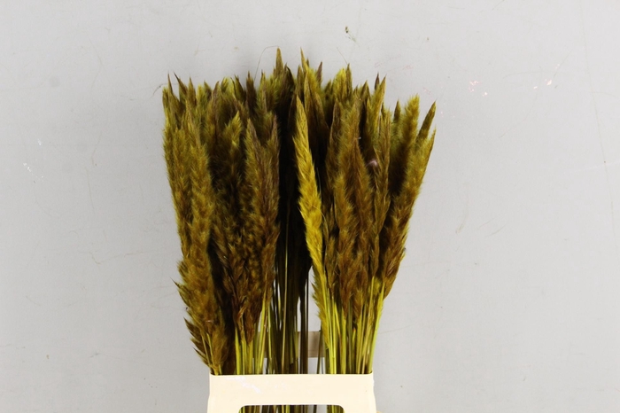 <h4>DF Pampas Silvy O.Yellow</h4>