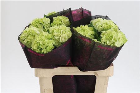 <h4>Hydr Lime Green</h4>