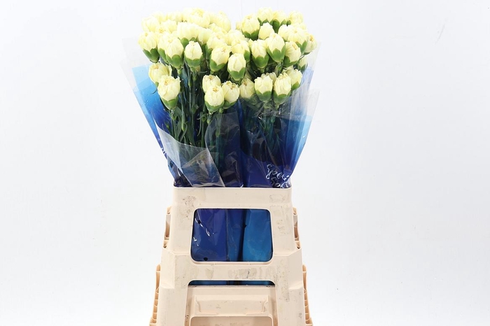 <h4>Di St Polimia hi</h4>