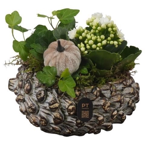 PTHI3275 Arrangement Autumn Indoor in beton pot in noot vorm