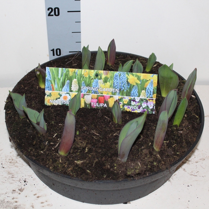 <h4>TUL GEM IN POT</h4>