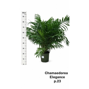 CHAMAED ELEGANS