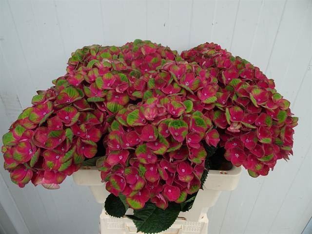 <h4>HORT MAGICAL CHARLOTTE</h4>