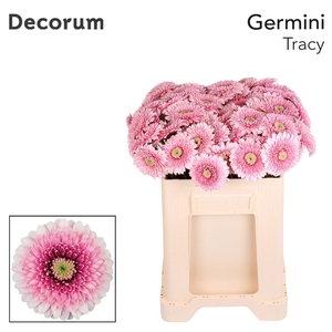 GE POMPONI TRACY