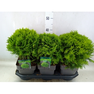 Thuja occid. 'Danica'