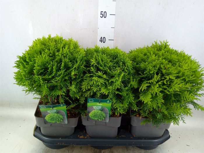 <h4>Thuja occid. 'Danica'</h4>