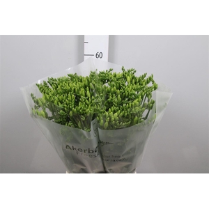 Fr En Wonderful White