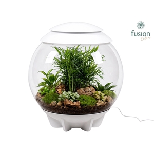 Terrarium XXL Exclusive wit met arrangement groene planten 11pp