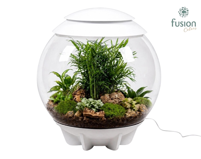 <h4>Terrarium XXL Exclusive wit met arrangement groene planten 11pp</h4>