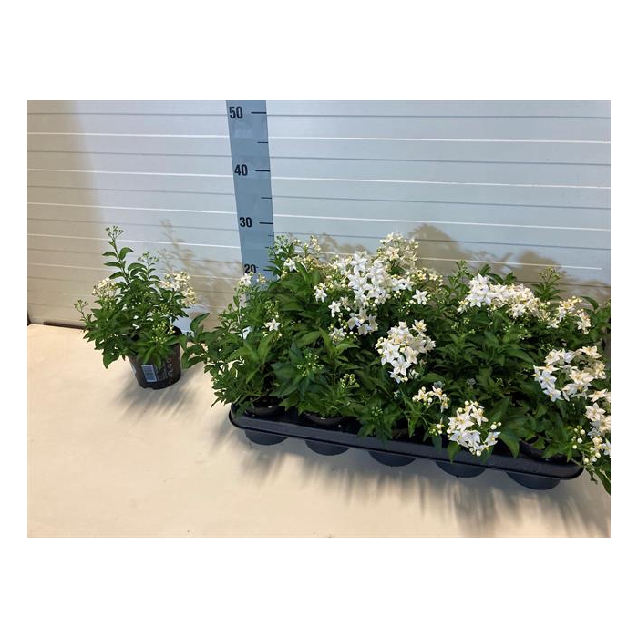 <h4>Solanum Jasminoides 12Ø 25cm</h4>