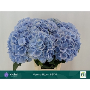 Verena Blue - 65CM