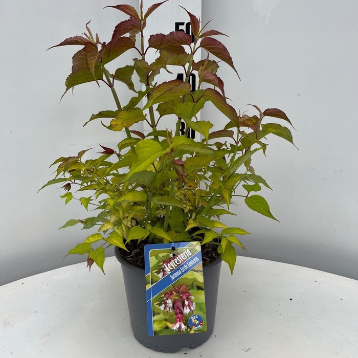 <h4>Leycesteria formosa</h4>