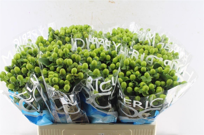 <h4>Hyp Coco Bamboo Green</h4>