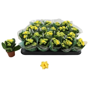 KAL GE AMARILLO YELL