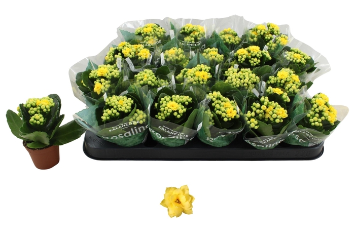 <h4>KAL GE AMARILLO YELL</h4>