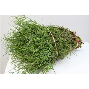 Bosbes Per Pak ( Bosjes Schoon )