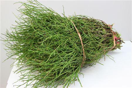 <h4>Heidelbeer Bosjes Per Pak ( Schoon )</h4>