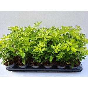 Choisya tern. Brica p9