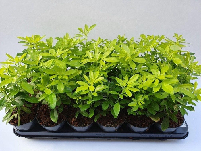 <h4>Choisya tern. Brica p9</h4>