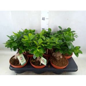Ficus microcarpa 'Ginseng'