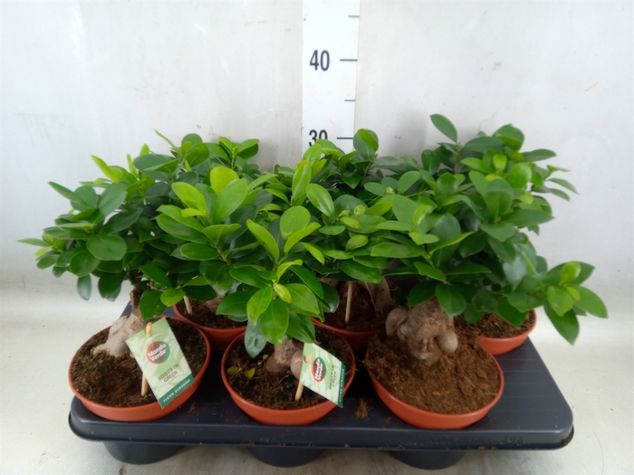 <h4>Ficus microcarpa 'Ginseng'</h4>