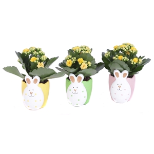 Kalanchoe geel in easter bunny pot