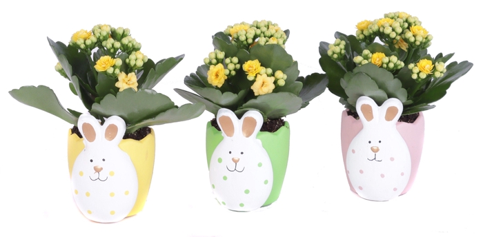 <h4>Kalanchoe geel in easter bunny pot</h4>