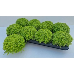 Soleirolia sole. Aurea