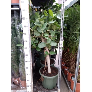 Ficus   ...