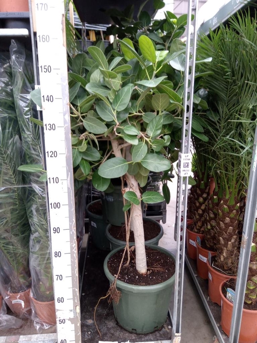 <h4>Ficus   ...</h4>