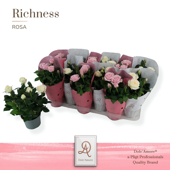 <h4>Potroos INFINITY Mix Wit/Roze P105 Dolc'Amore® Richness</h4>