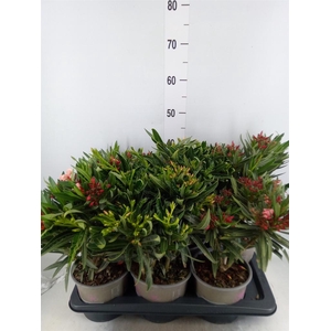 Nerium oleander   ...