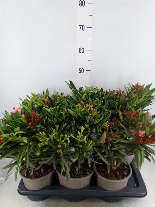 <h4>Nerium oleander   ...</h4>