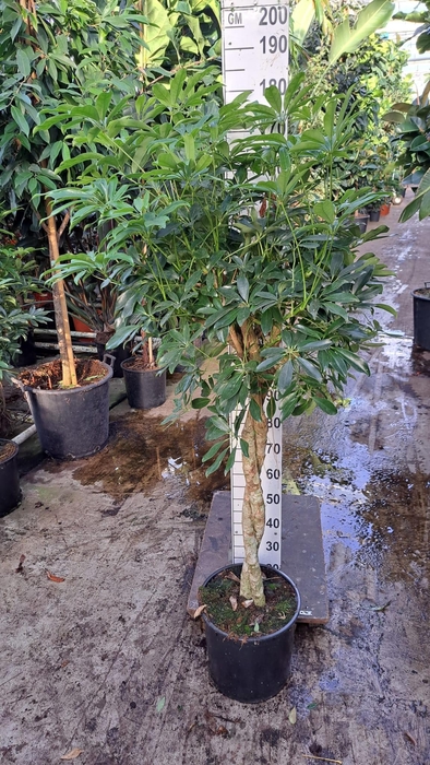 <h4>Schefflera Compacta twister 180</h4>